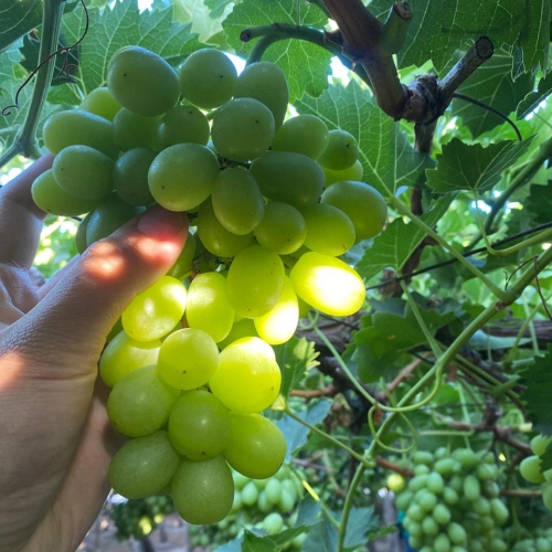 Prospección Uva