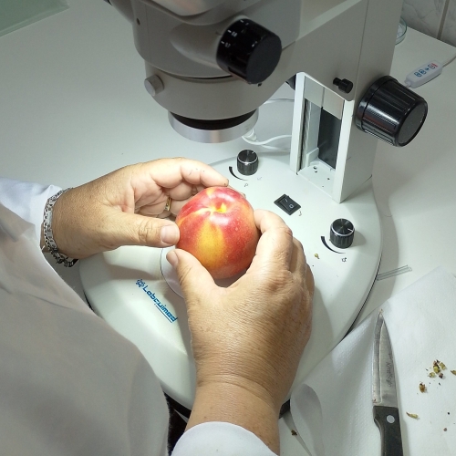 Análisis en Laboratorio