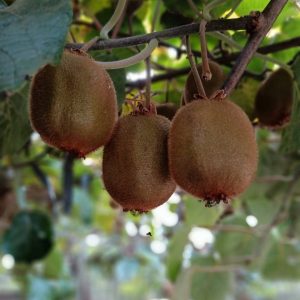 Categorizaci贸n SDP USA-Brasil-M茅xico