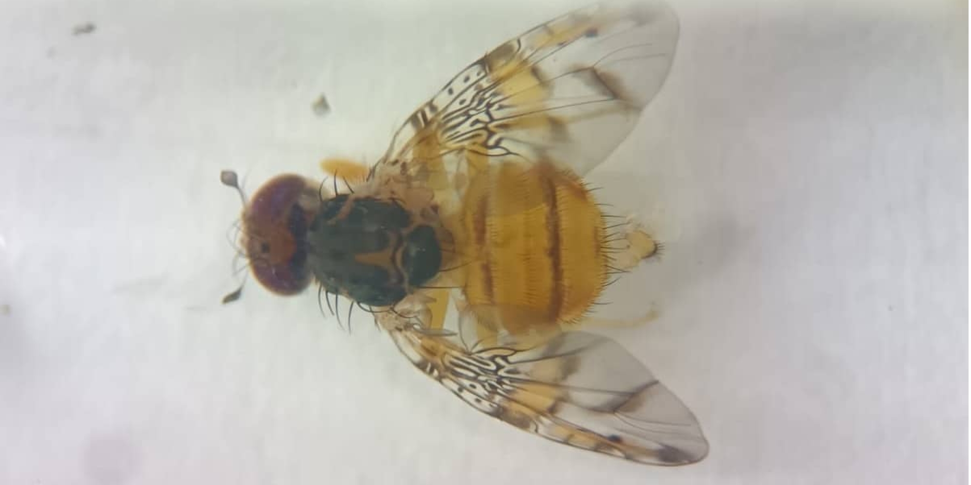 Ejemplar de Mosca de la Fruta
