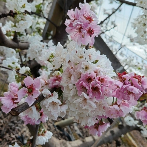 Flor Cerezos