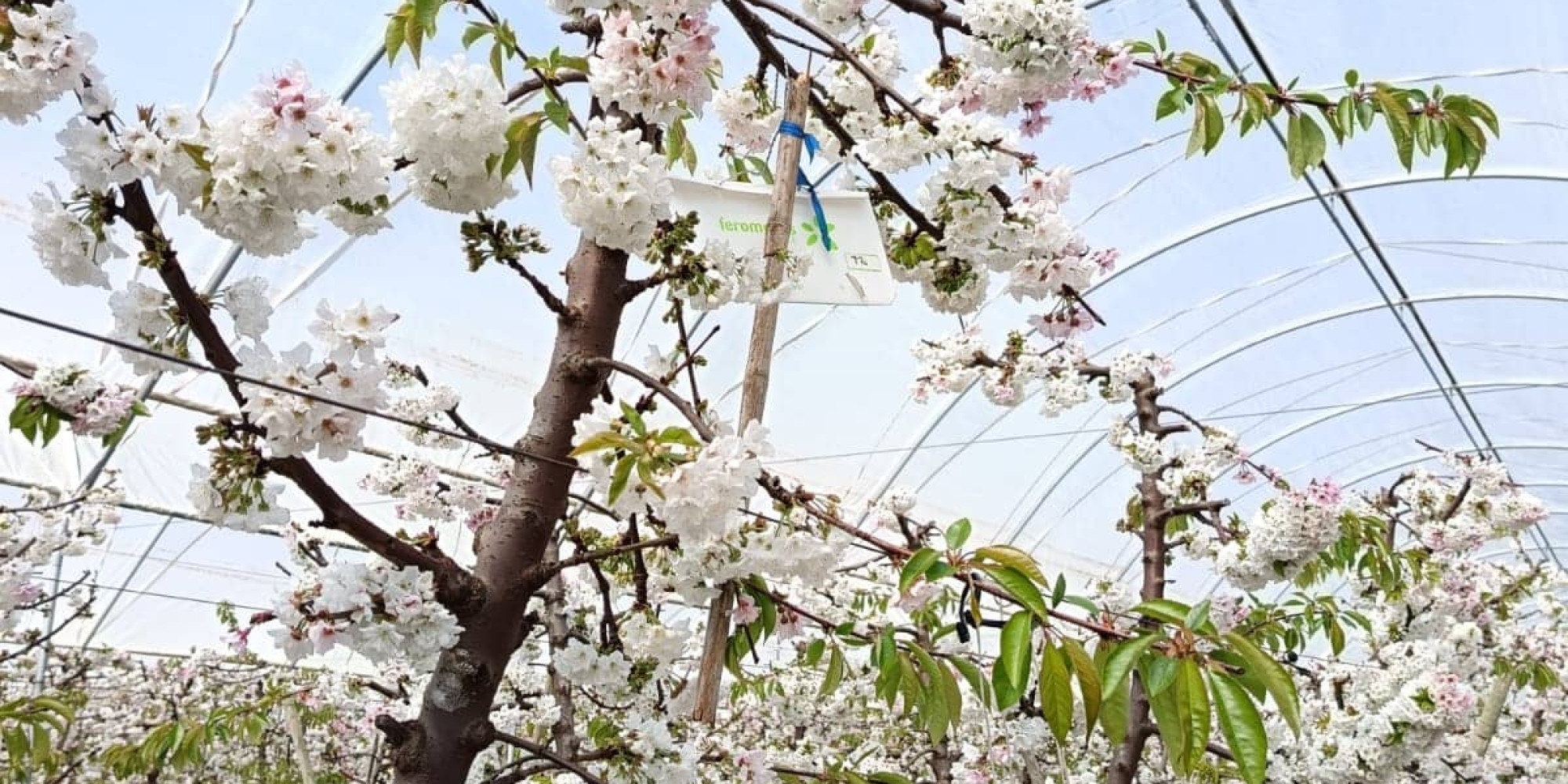 Trampas en Cerezos protocolo Corea-Japón