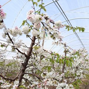 Trampas en Cerezos protocolo Corea-Japón