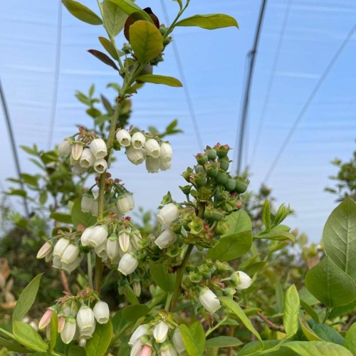 Flor de arándanos