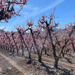 Trampas en Nectarines Protocolo Carozos China