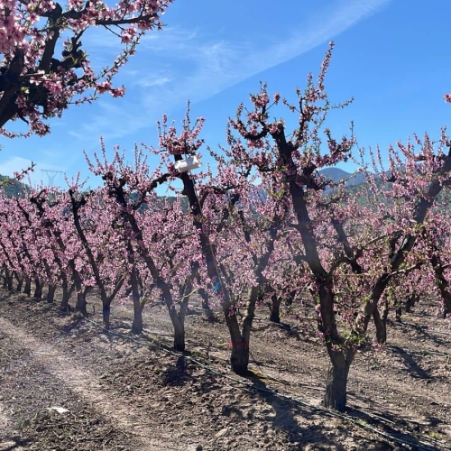 Trampas en Nectarines Protocolo Carozos China