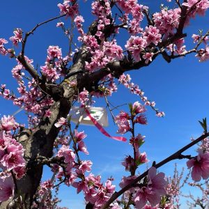 Trampas en Nectarines Protocolo Carozos China