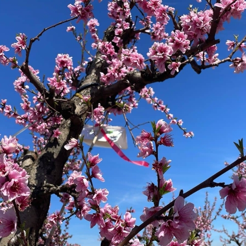 Trampas en Nectarines Protocolo Carozos China