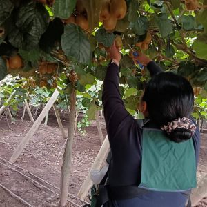 Systems approach USA - Brasil - M茅xico Kiwi