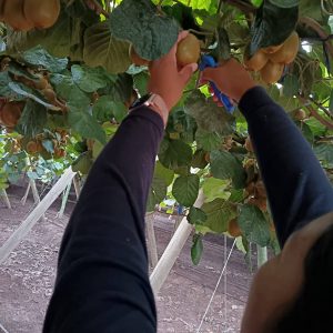 Systems approach USA - Brasil - M茅xico Kiwi