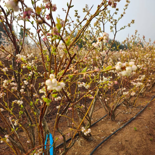 Inspección de ToRSV y TRSV en Arándano